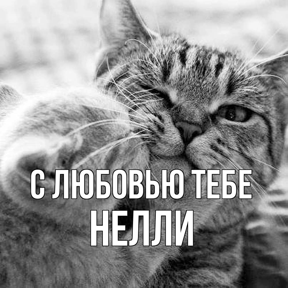Открытка на каждый день с именем, Нелли С любовью тебе коты Прикольная открытка с пожеланием онлайн скачать бесплатно 