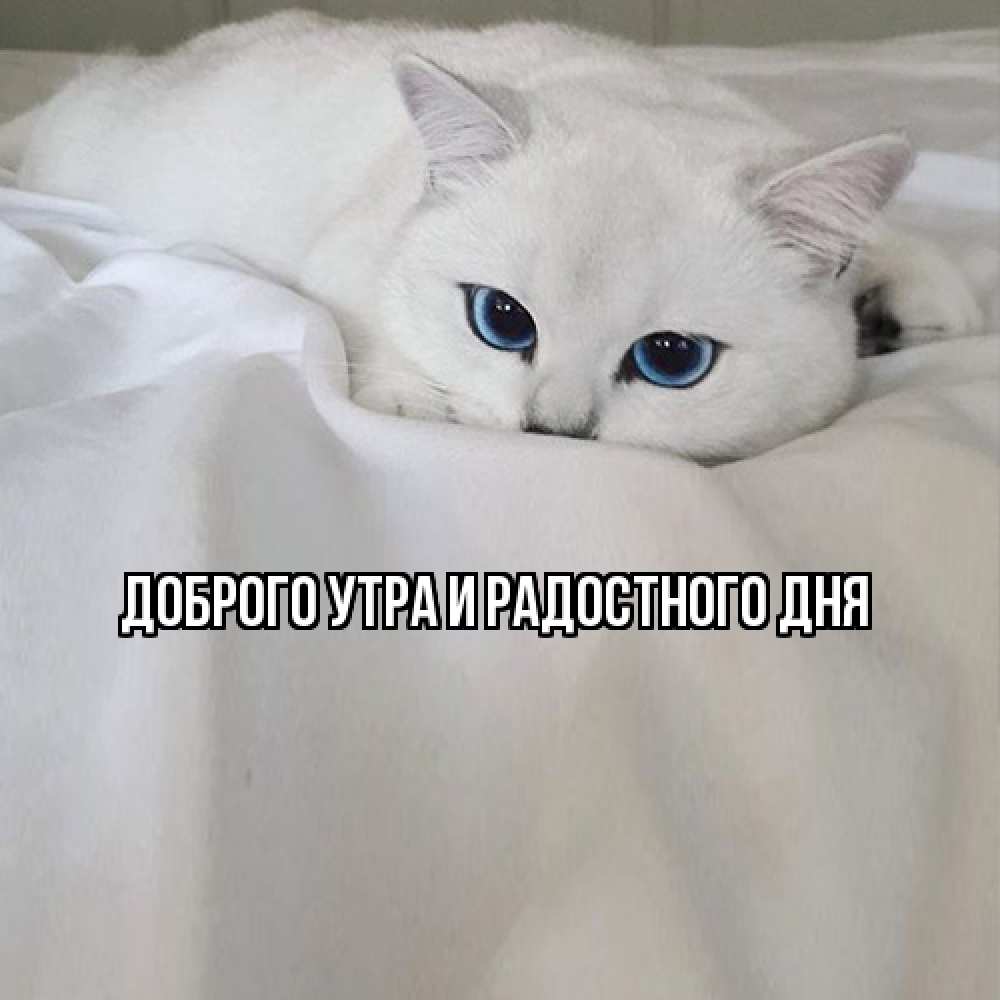 Открытка на каждый день с именем, Ия Не грусти все будет хорошо белый кот с голубыми глазами на белоснежной кровати Прикольная открытка с пожеланием онлайн скачать бесплатно 