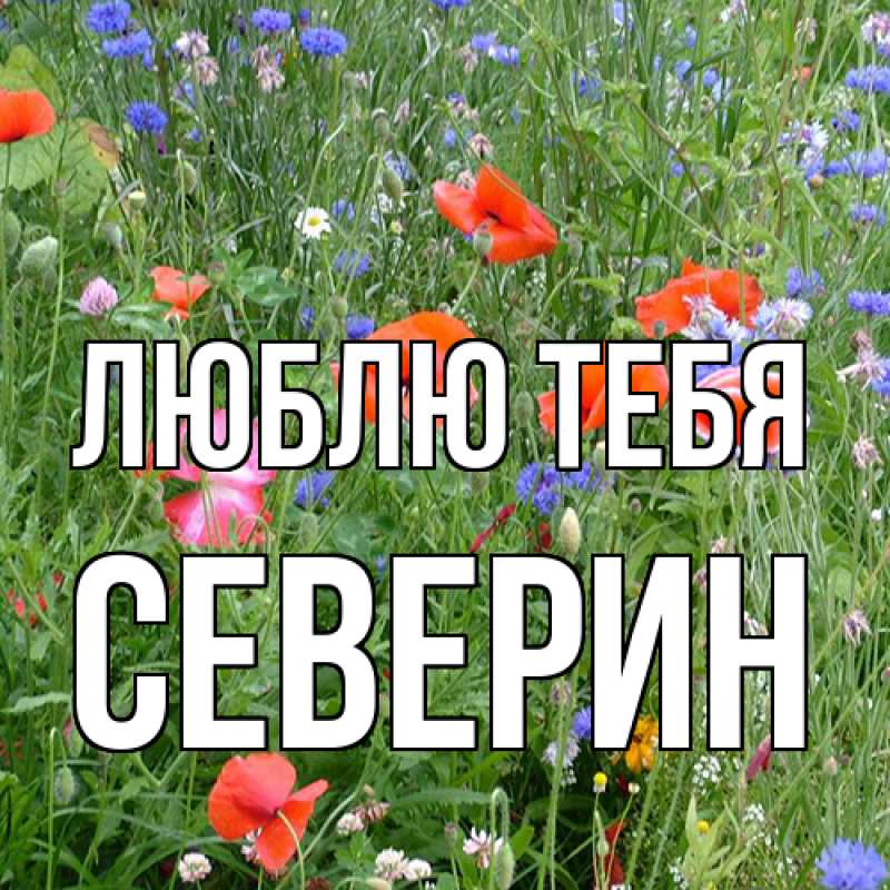 Картинка Люблю тебя, Северин