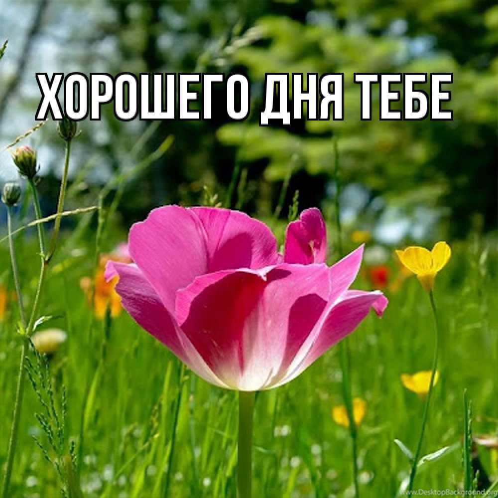 Открытка на каждый день с именем, Феруза Люблю тебя полевые цветы Прикольная открытка с пожеланием онлайн скачать бесплатно 