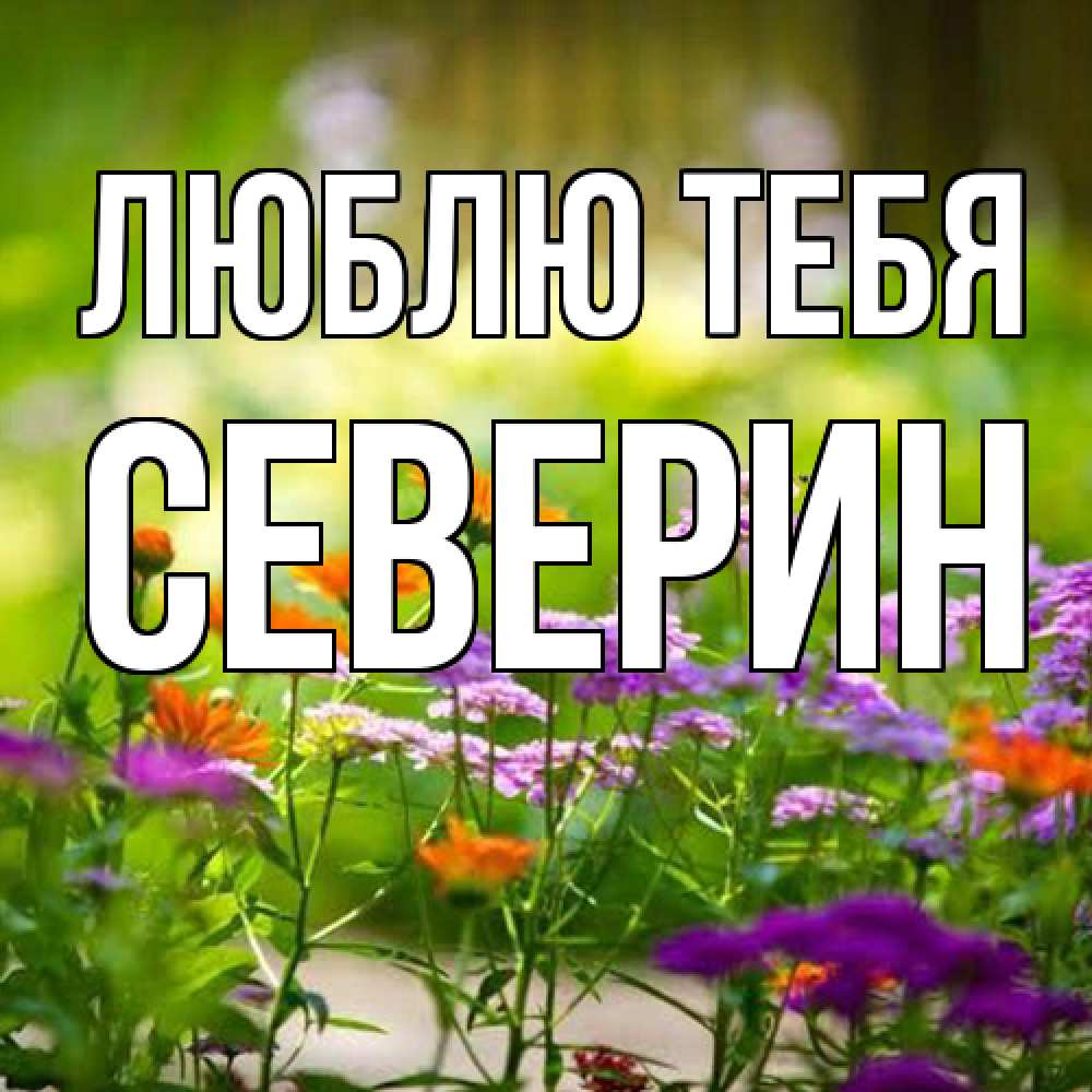 Открытка на каждый день с именем, Северин Люблю тебя цветы Прикольная открытка с пожеланием онлайн скачать бесплатно 