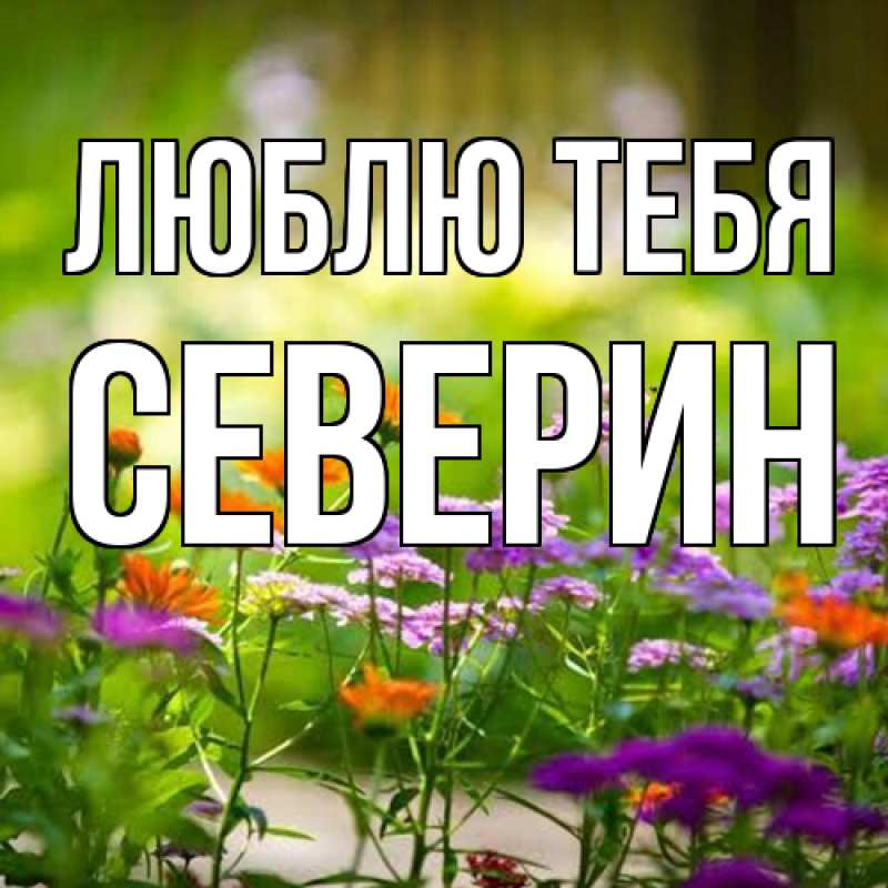 Картинка Люблю тебя, Северин