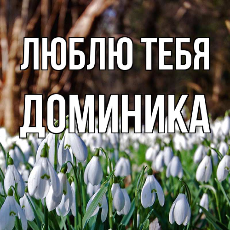 Картинка Люблю тебя, Доминика