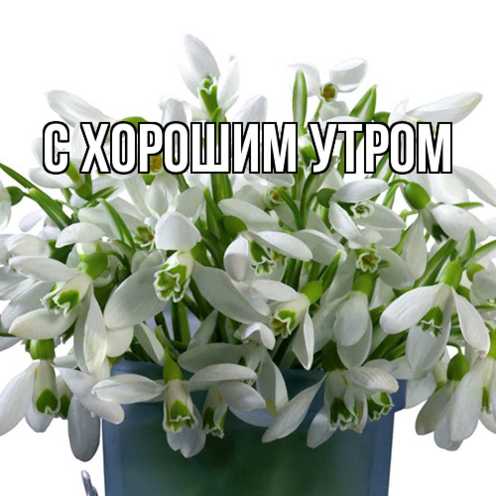 Открытка на каждый день с именем, Дима Люблю тебя цветы к международному женскому дню Прикольная открытка с пожеланием онлайн скачать бесплатно 