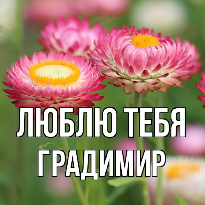 Картинка Люблю тебя, Градимир