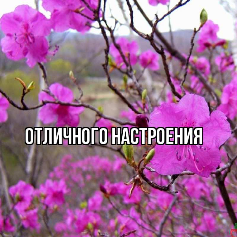 Картинка Люблю тебя, Габриэлла