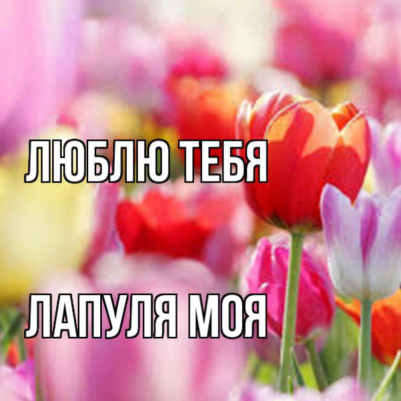 Картинка Люблю тебя, Лапуля моя