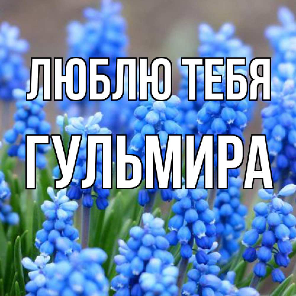 Открытка на каждый день с именем, Гульмира Люблю тебя Поздравительная открытка для женщин с цветами на праздничную дату Прикольная открытка с пожеланием онлайн скачать бесплатно 