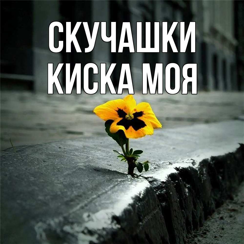 Открытка на каждый день с именем, Киска-моя Скучашки надеюсь будет лучше Прикольная открытка с пожеланием онлайн скачать бесплатно 