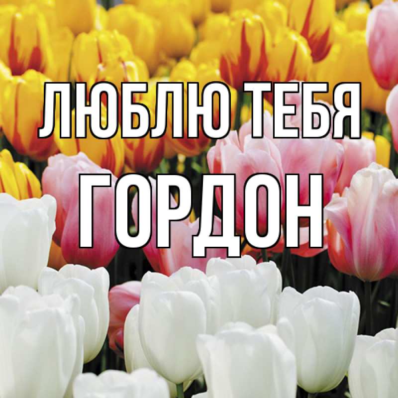 Картинка Люблю тебя, Гордон