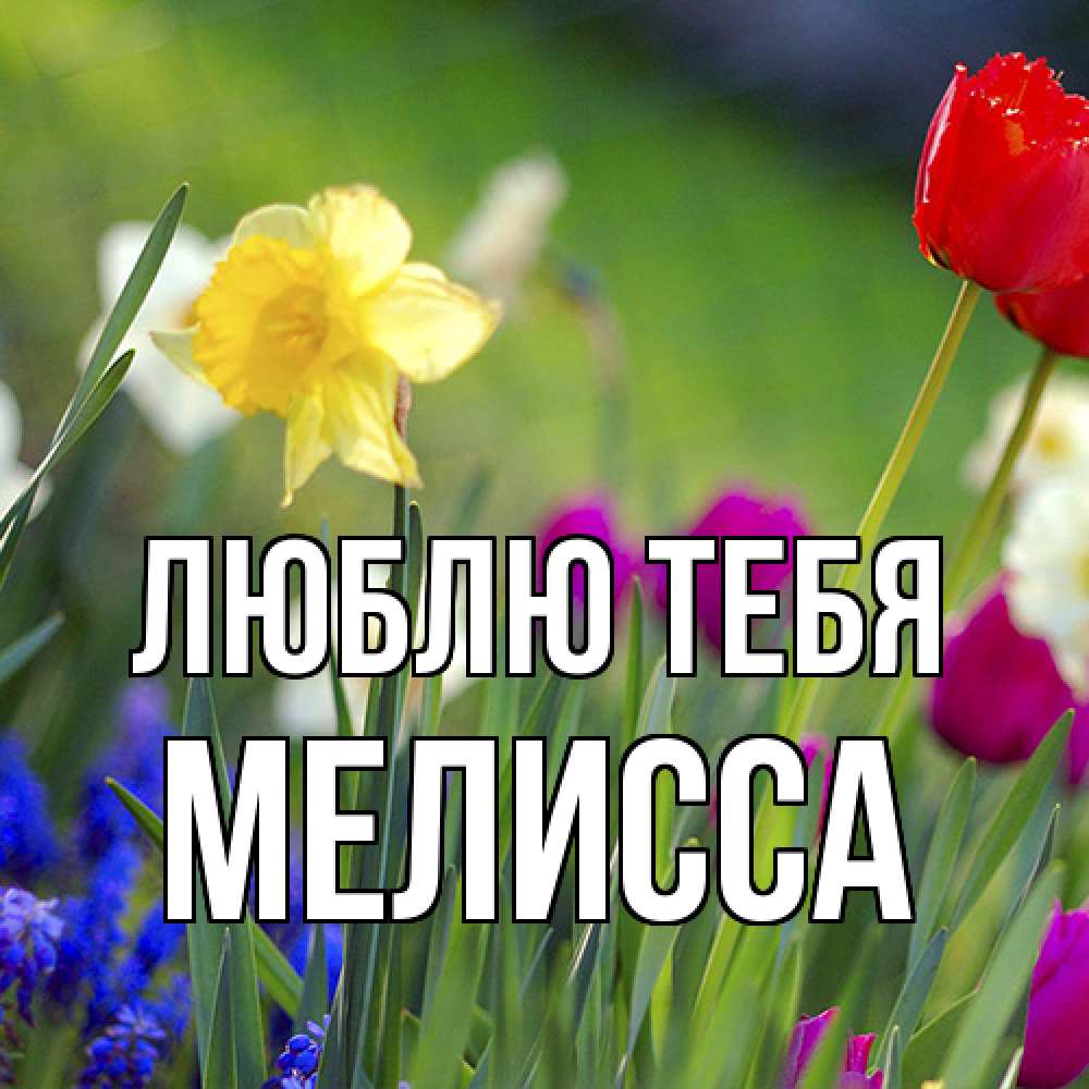 Открытка на каждый день с именем, Мелисса Люблю тебя международный женский день 3 Прикольная открытка с пожеланием онлайн скачать бесплатно 