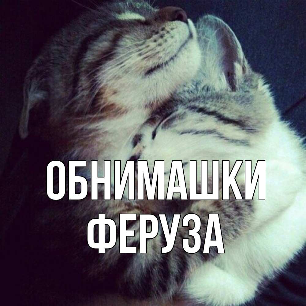 Открытка на каждый день с именем, Феруза Обнимашки полосатики Прикольная открытка с пожеланием онлайн скачать бесплатно 