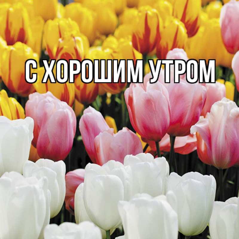 Картинка Люблю тебя, Таня