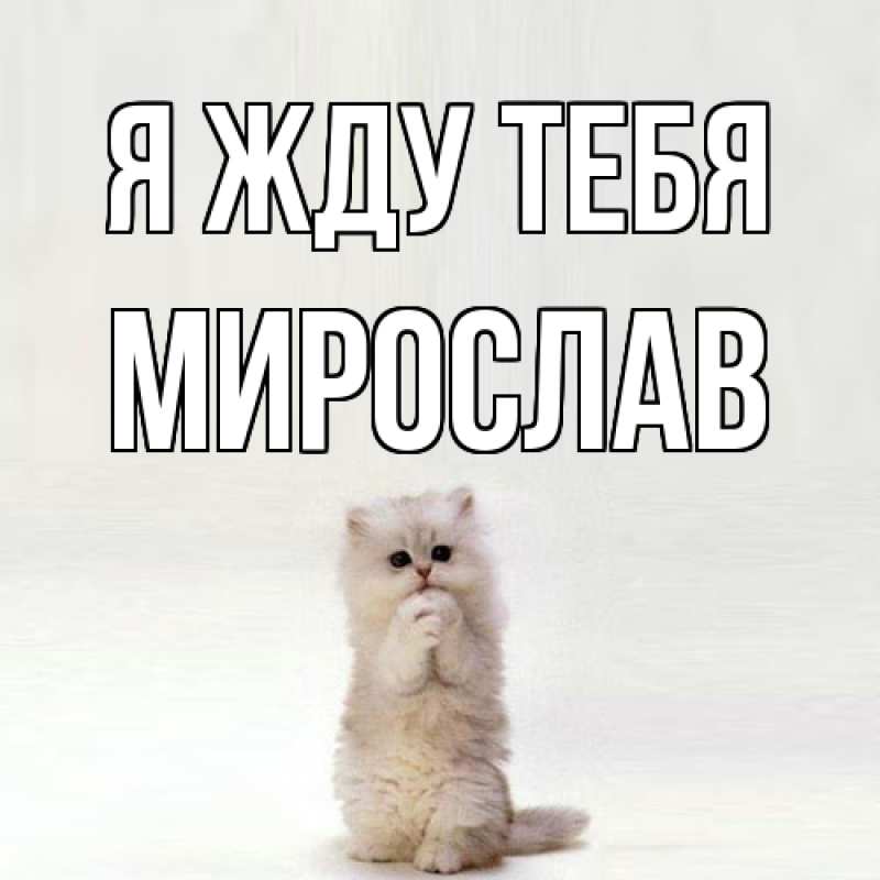 Картинка Я жду тебя, Мирослав