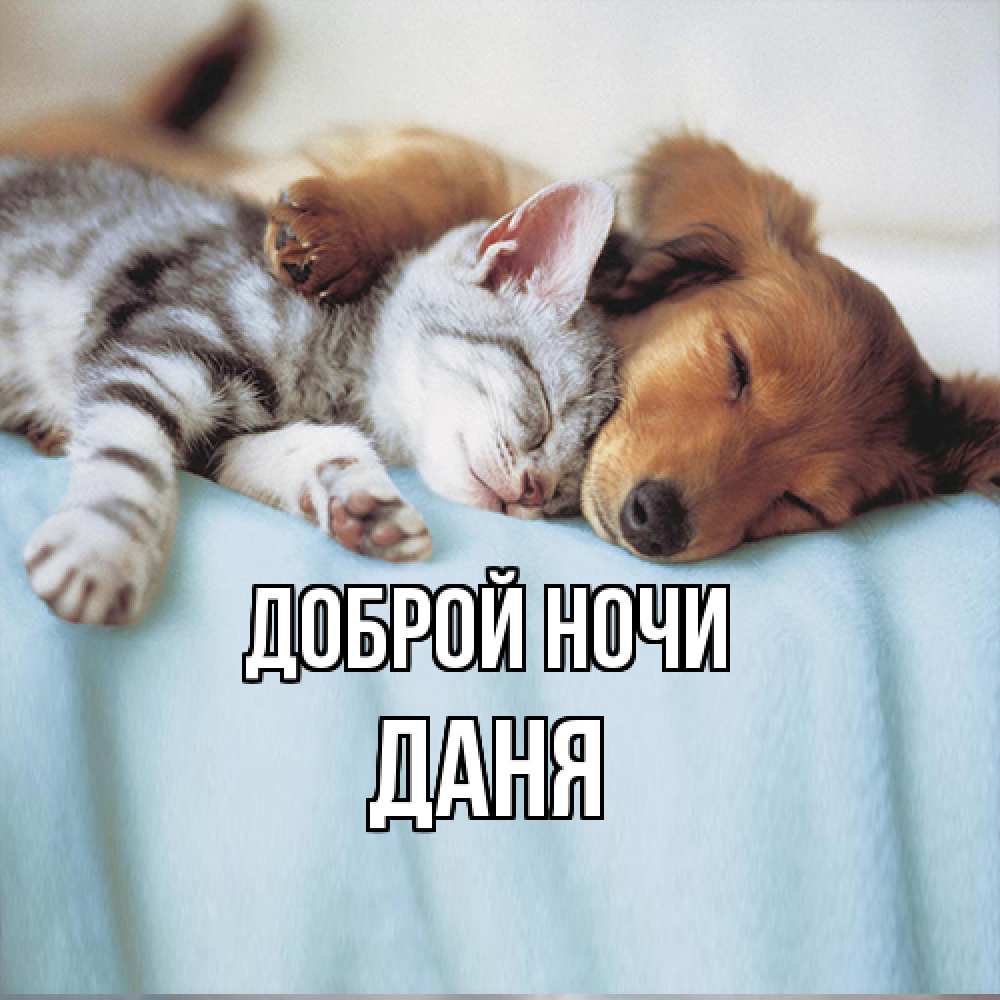 Открытка на каждый день с именем, Даня Доброй ночи с животными Прикольная открытка с пожеланием онлайн скачать бесплатно 