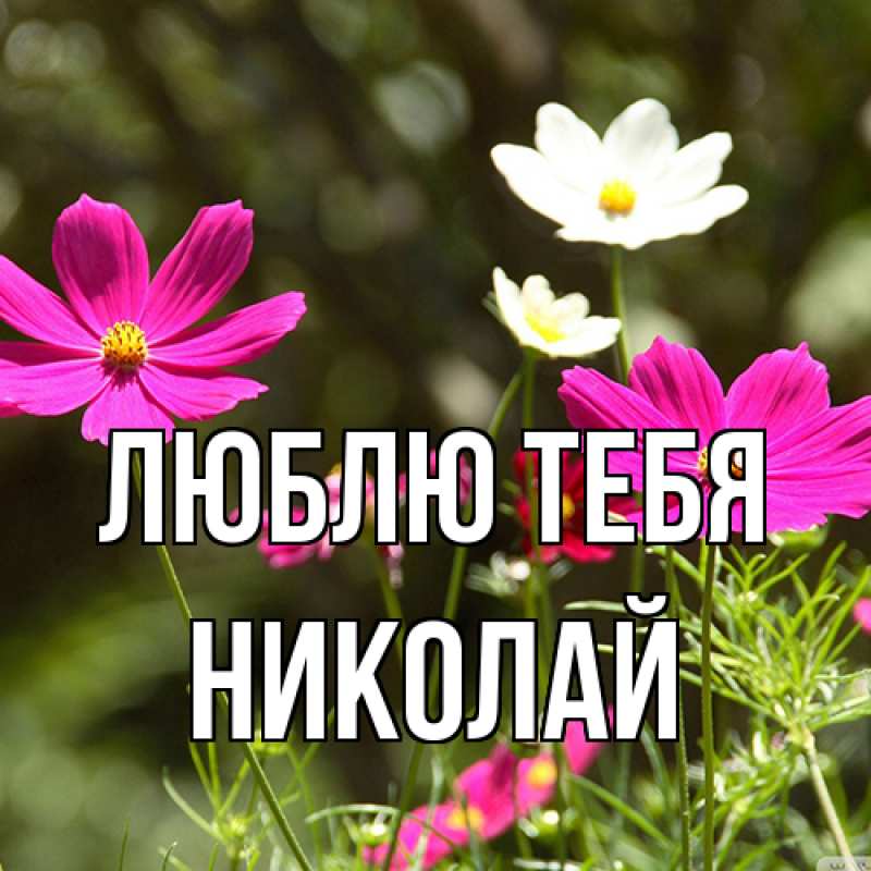 Картинка Люблю тебя, Николай