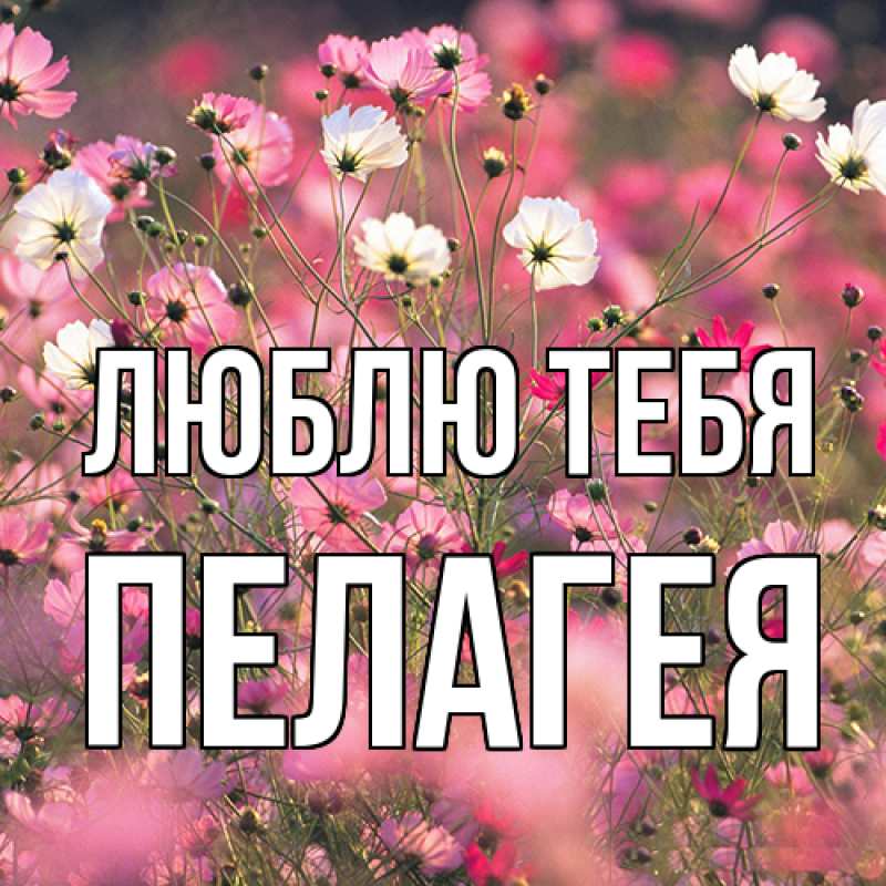 Картинка Люблю тебя, Пелагея