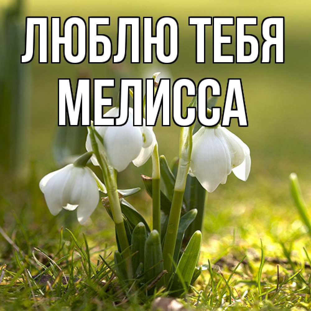 Открытка на каждый день с именем, Мелисса Люблю тебя ранние цветы 2 Прикольная открытка с пожеланием онлайн скачать бесплатно 