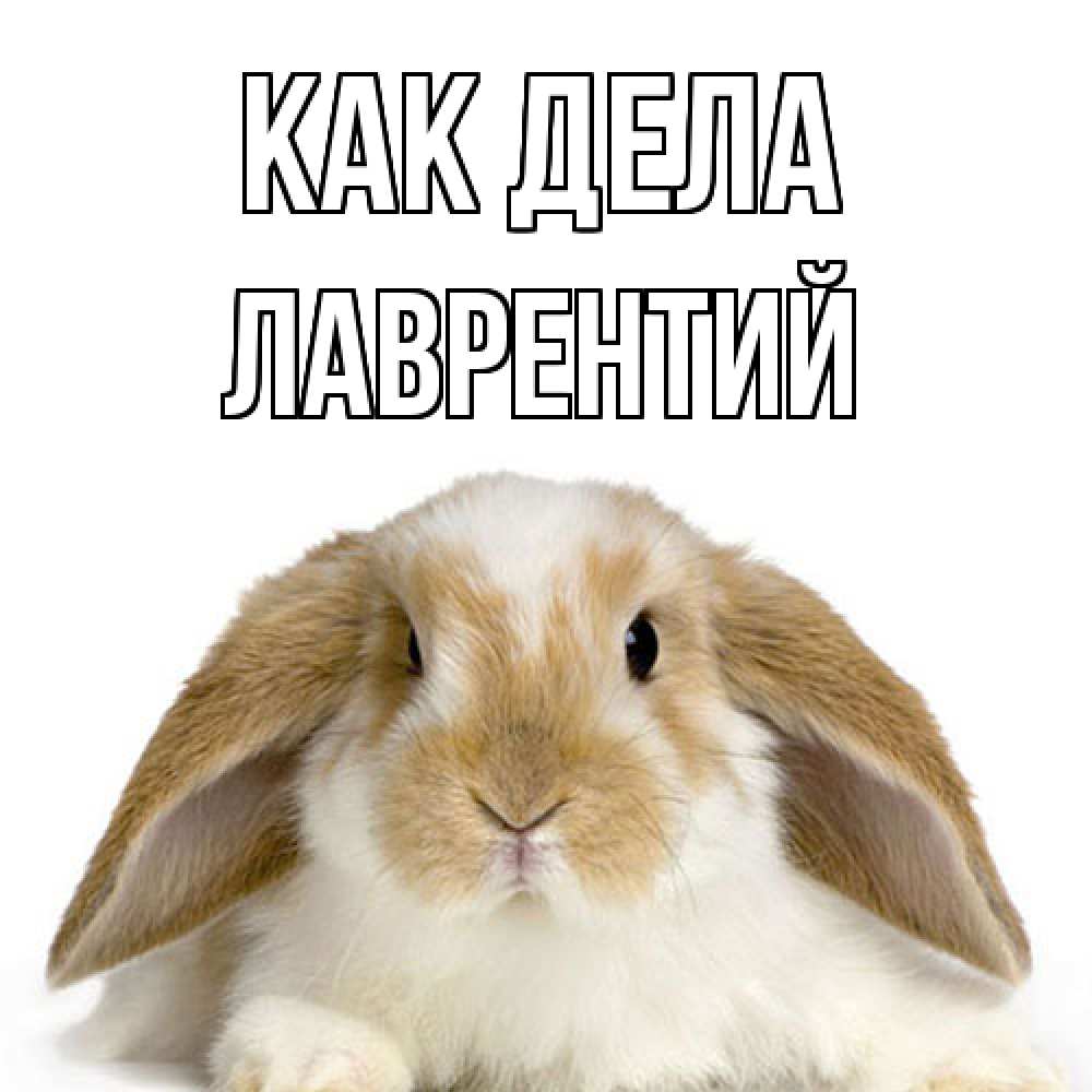 Открытка на каждый день с именем, Лаврентий Как дела с животными Прикольная открытка с пожеланием онлайн скачать бесплатно 