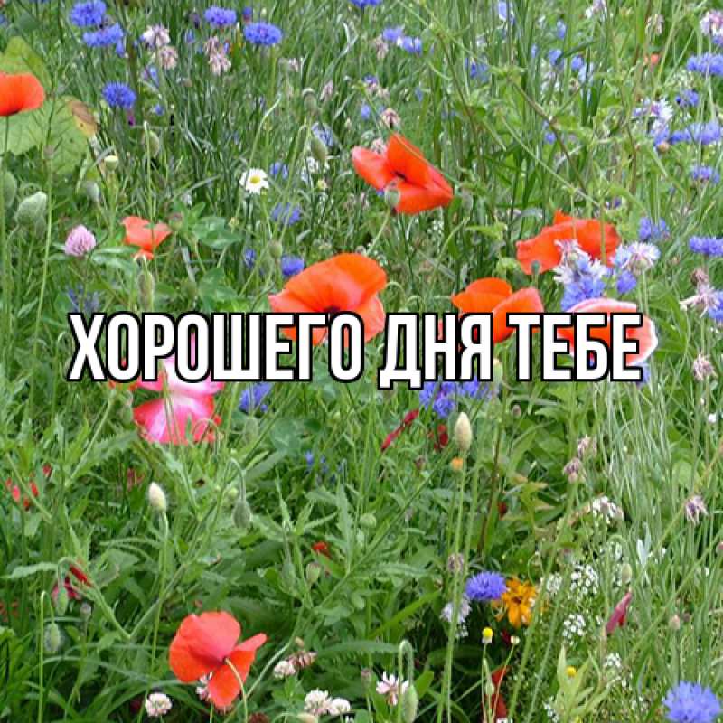 Картинка Люблю тебя, Гастон