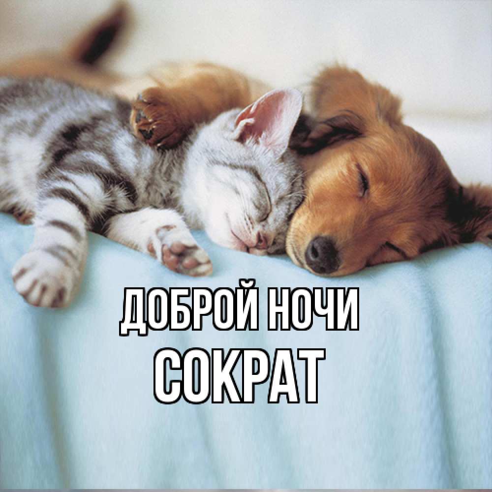 Открытка на каждый день с именем, Сократ Доброй ночи с животными Прикольная открытка с пожеланием онлайн скачать бесплатно 