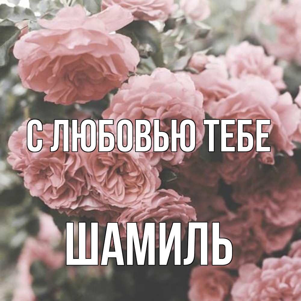 Открытка на каждый день с именем, Шамиль С любовью тебе розы 3 Прикольная открытка с пожеланием онлайн скачать бесплатно 