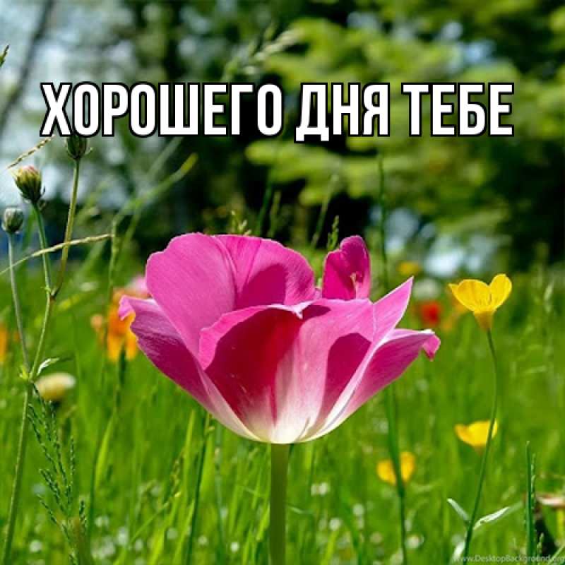 Картинка Люблю тебя, Гастон