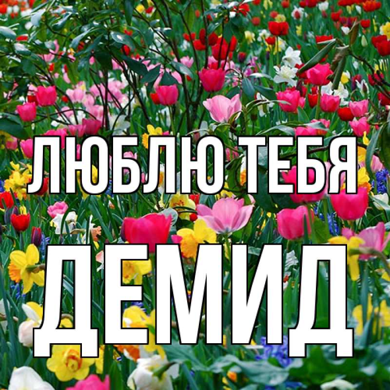 Картинка Люблю тебя, Демид