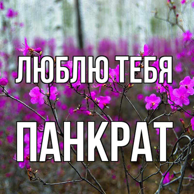 Открытка с именем, Панкрат, Люблю тебя