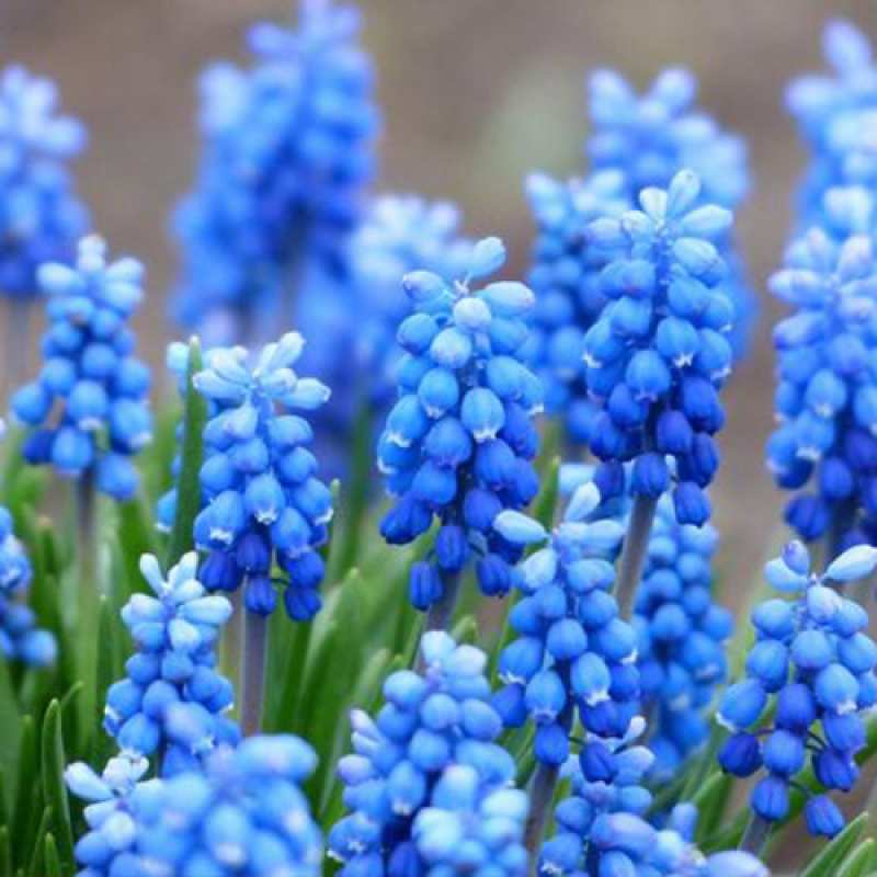 Картинка Люблю тебя, 