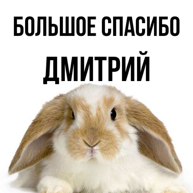 Картинка Большое спасибо, Дмитрий