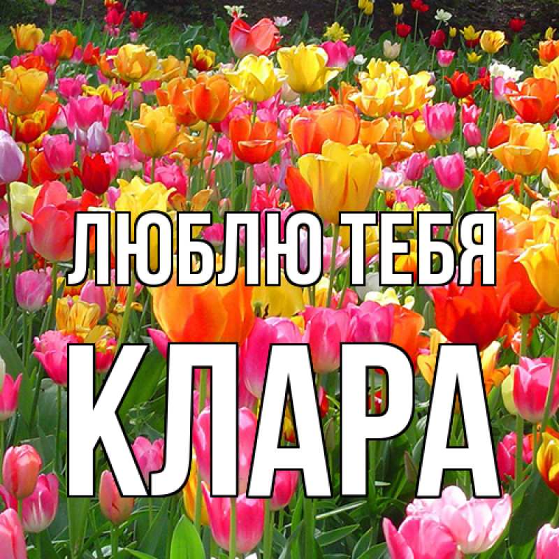 Картинка Люблю тебя, Клара