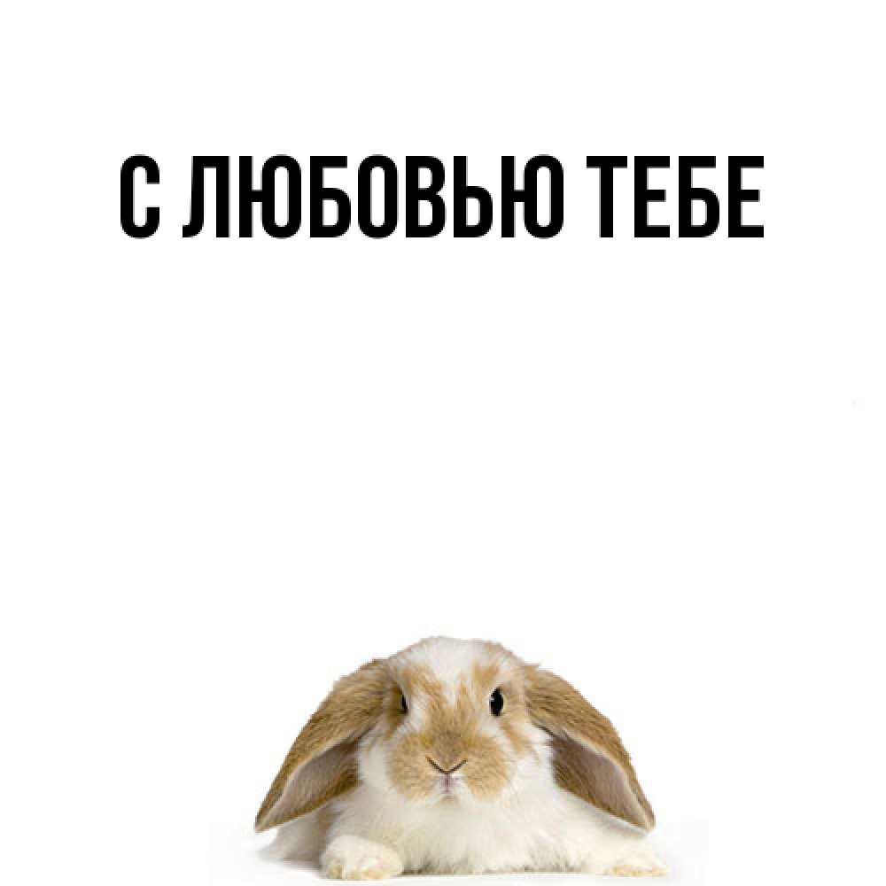 Открытка на каждый день с именем, Лев Удачи тебе открытки с произвольным текстом который можно вставить в открытку и создать ее самостоятельно бесплатно онлайн Прикольная открытка с пожеланием онлайн скачать бесплатно 