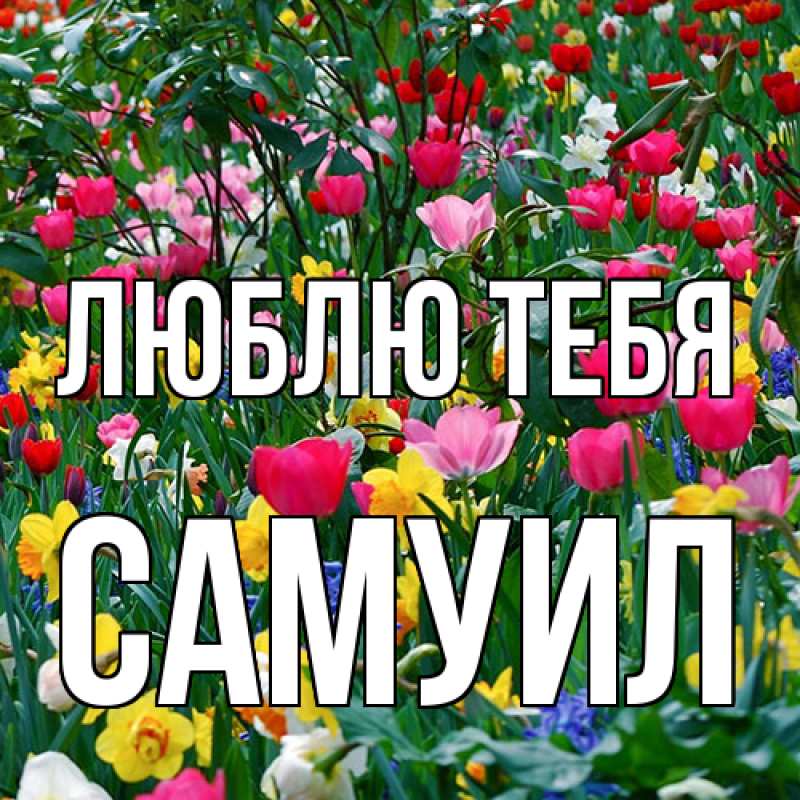 Картинка Люблю тебя, Самуил