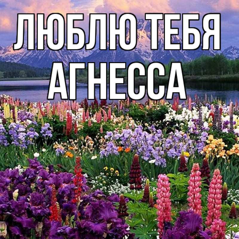 Картинка Люблю тебя, Агнесса