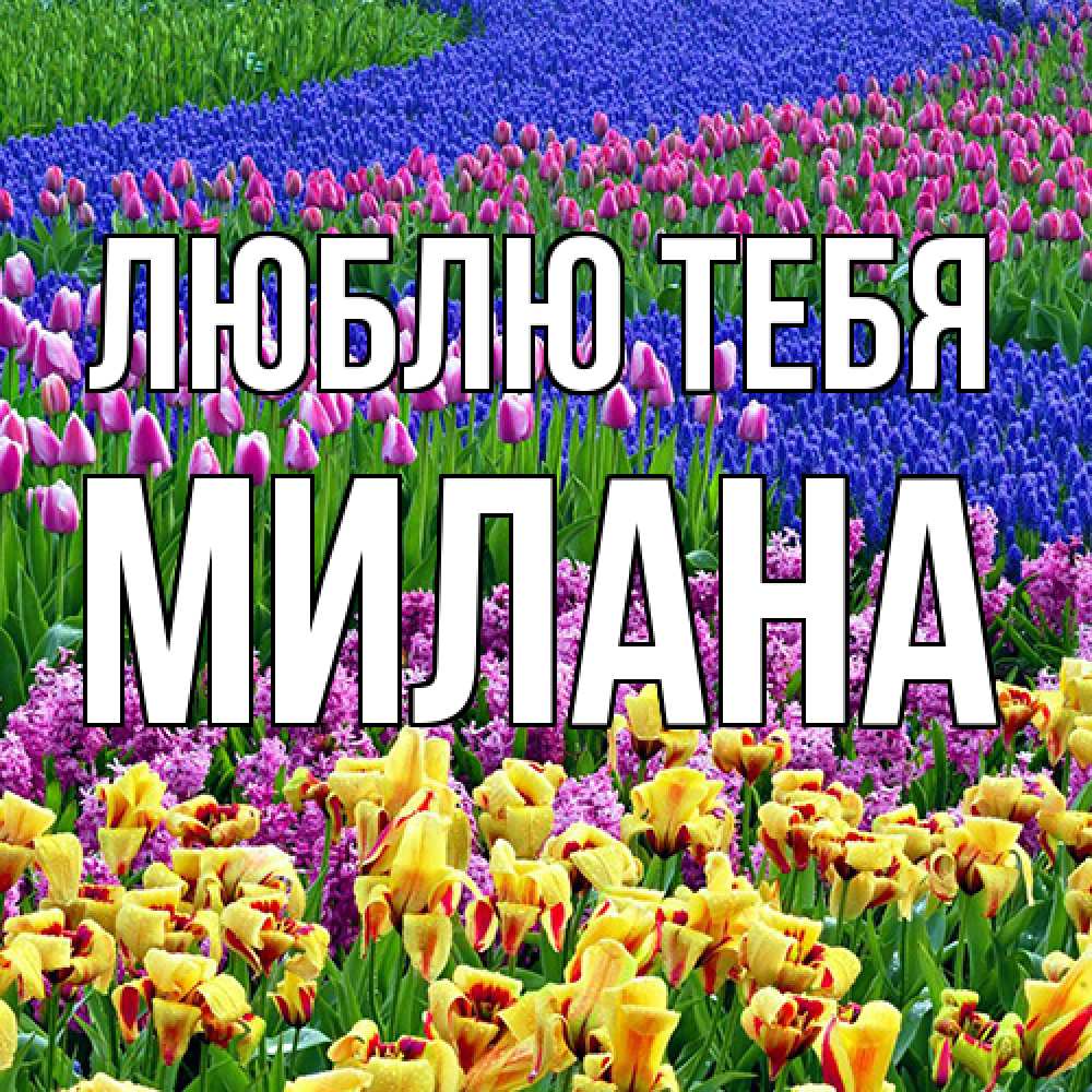 Открытка на каждый день с именем, Милана Люблю тебя цветы Прикольная открытка с пожеланием онлайн скачать бесплатно 