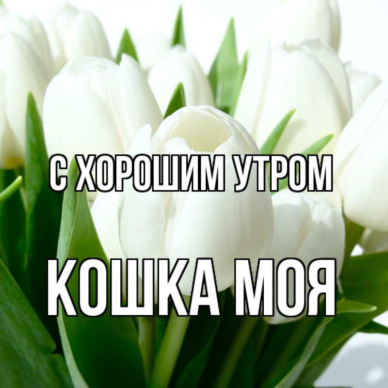 Картинка С хорошим утром, Кошка моя