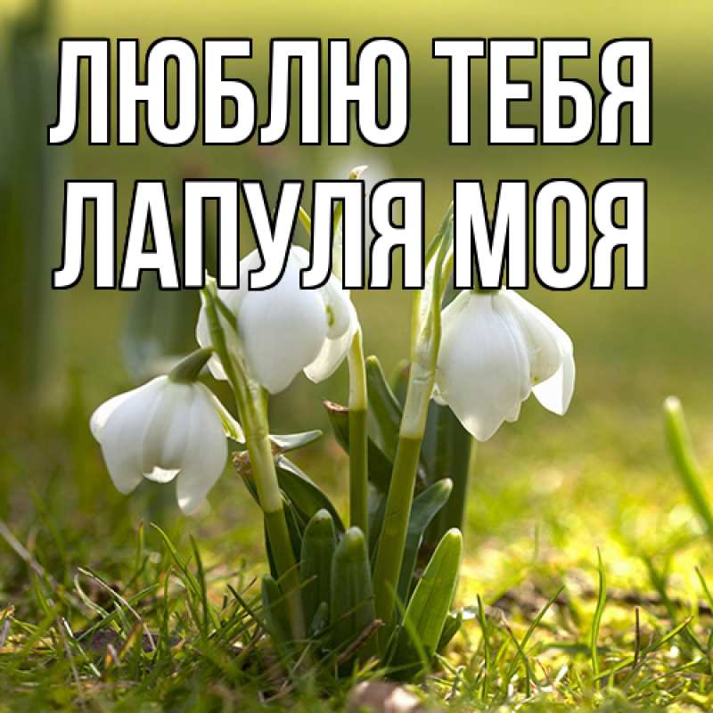 Картинка Люблю тебя, Лапуля моя