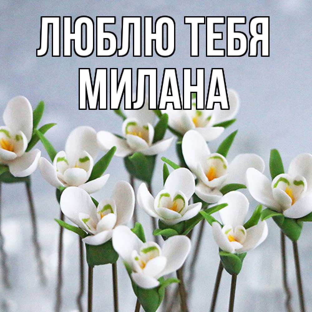 Открытка на каждый день с именем, Милана Люблю тебя весенние цветы Прикольная открытка с пожеланием онлайн скачать бесплатно 