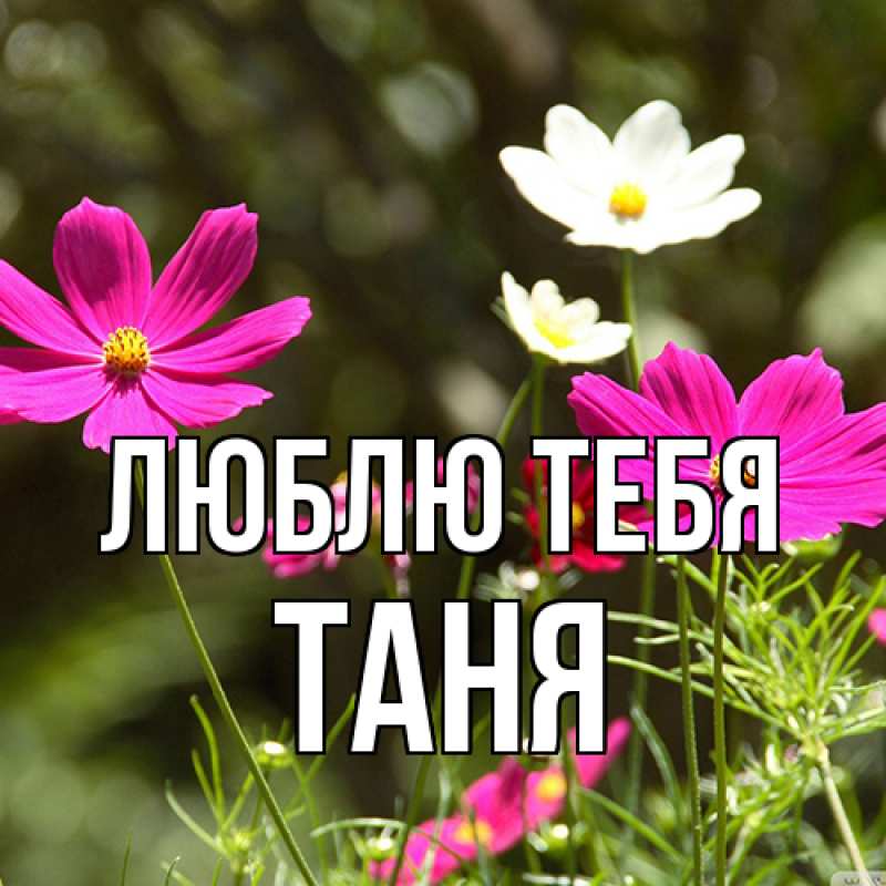 Картинка Люблю тебя, Таня