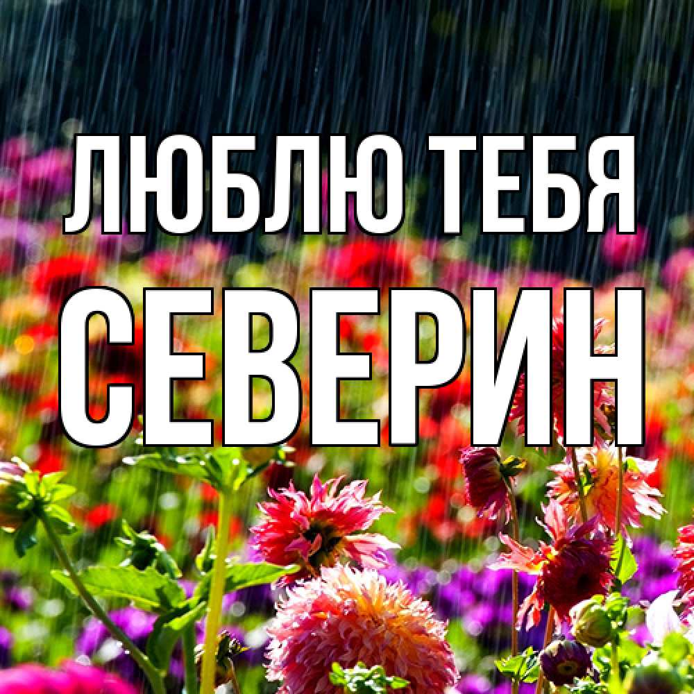 Открытка на каждый день с именем, Северин Люблю тебя цветы под дождиком к международному женскому дню Прикольная открытка с пожеланием онлайн скачать бесплатно 