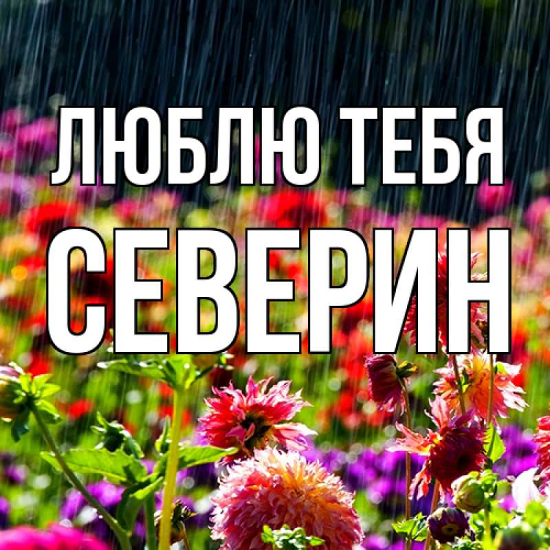 Картинка Люблю тебя, Северин