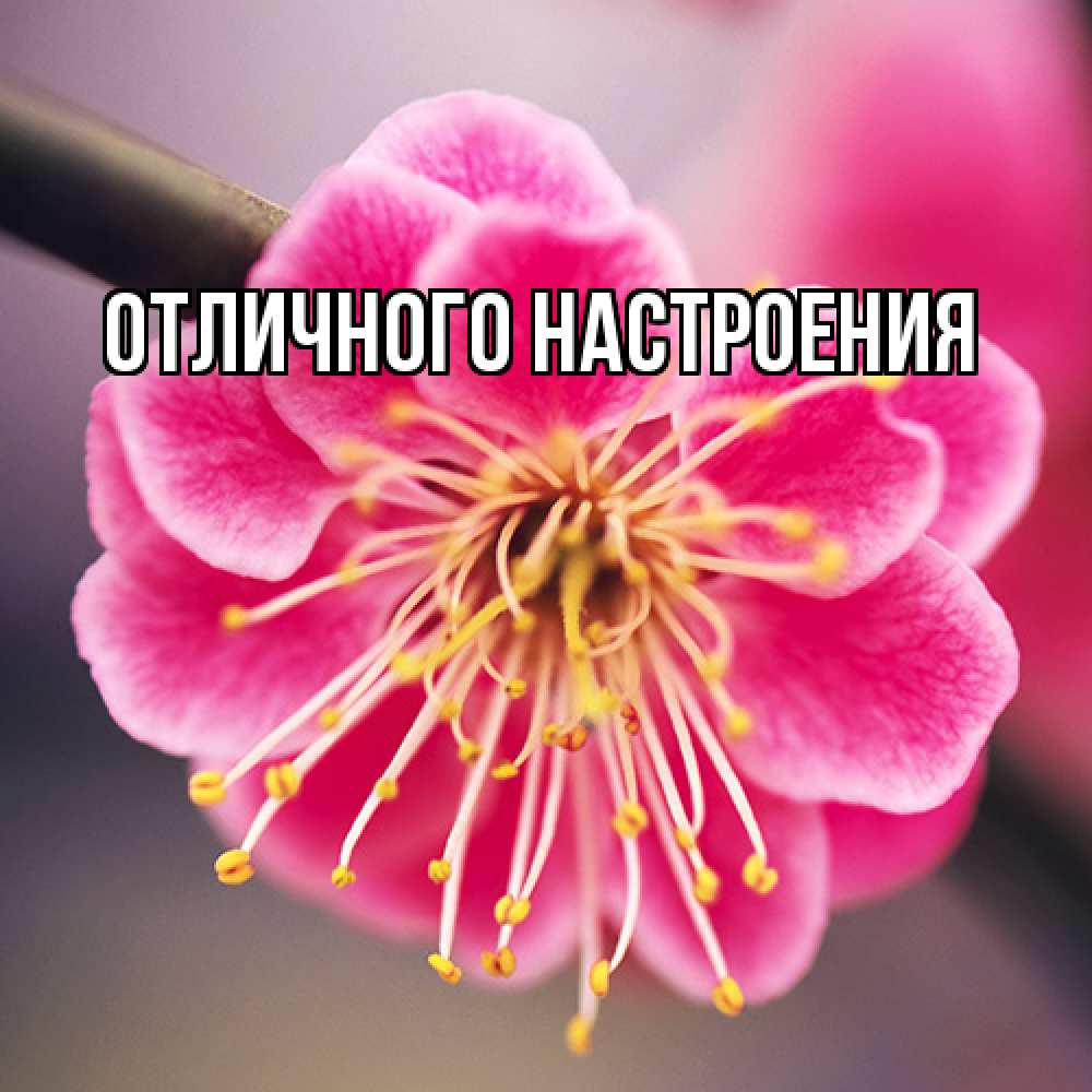 Открытка на каждый день с именем, Габриэлла Люблю тебя цветы Прикольная открытка с пожеланием онлайн скачать бесплатно 