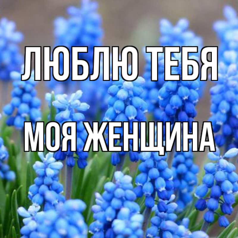 Картинка Люблю тебя, Моя женщина