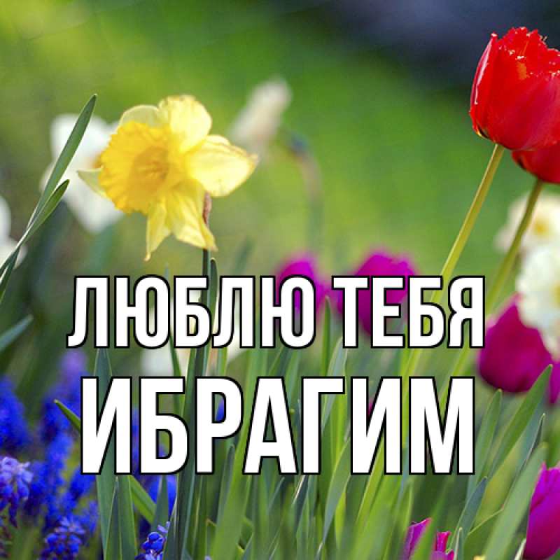 Открытка с именем, Ибрагим, Люблю тебя