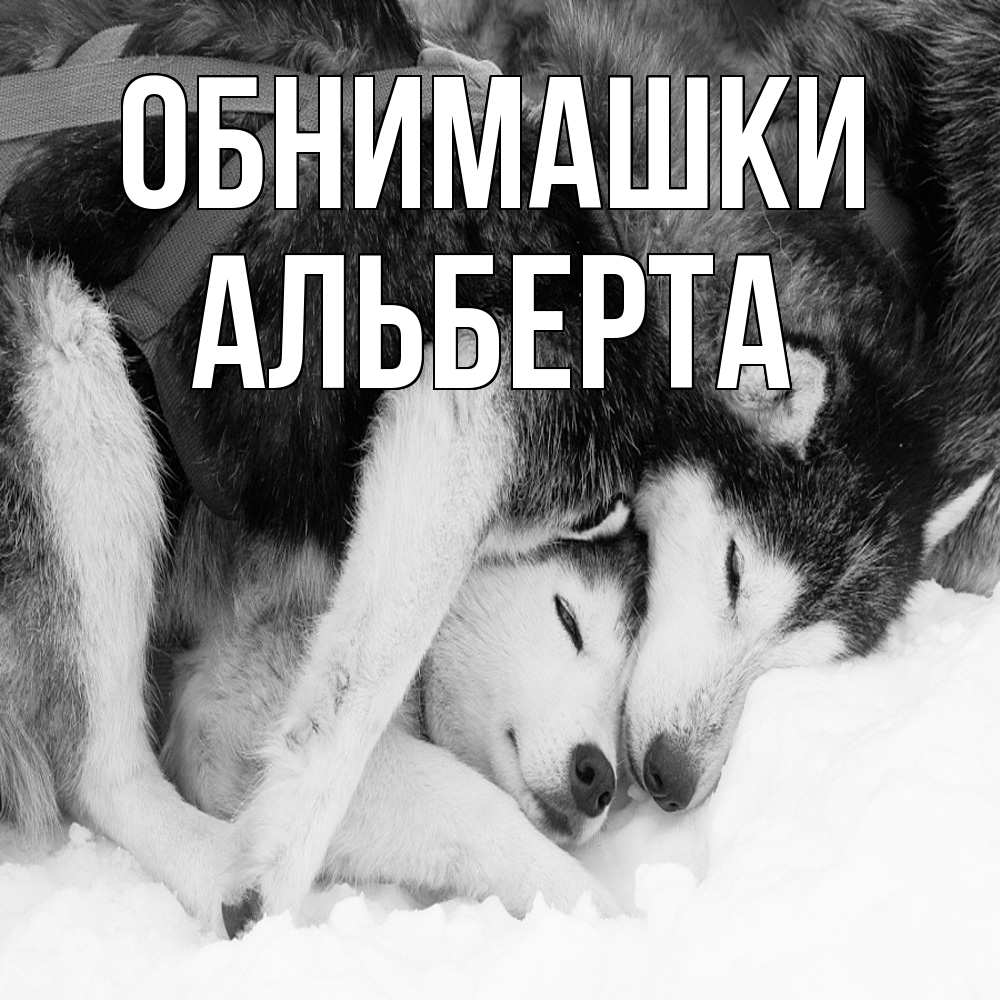 Открытка на каждый день с именем, Альберта Обнимашки собачки в упряжке Прикольная открытка с пожеланием онлайн скачать бесплатно 