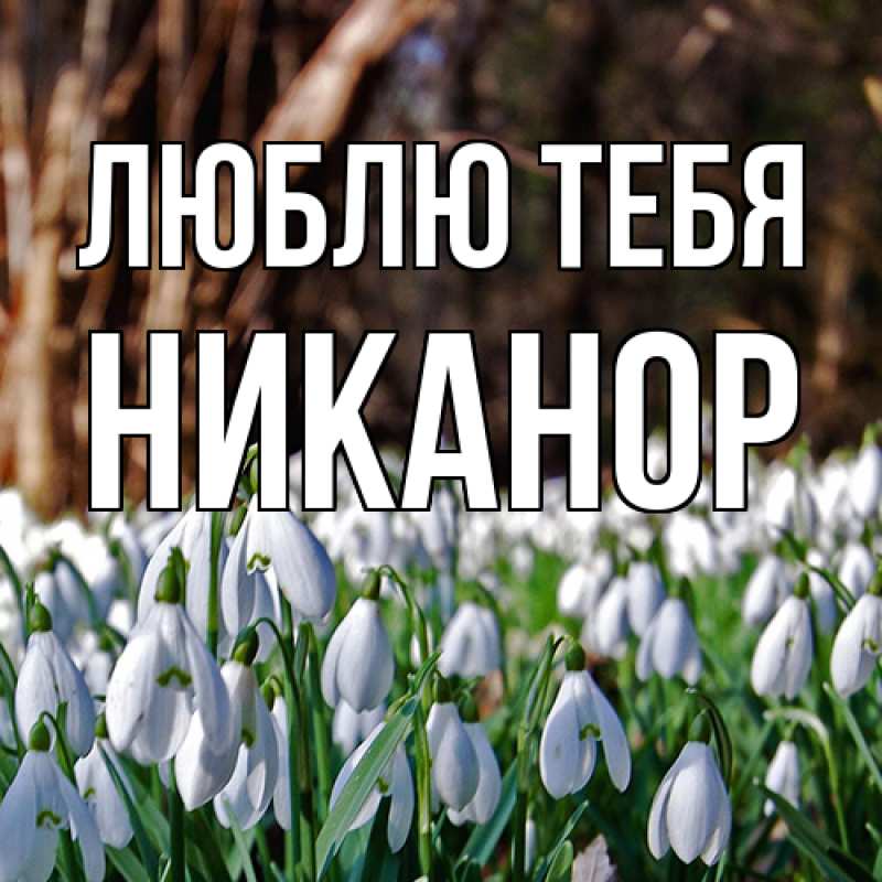 Картинка Люблю тебя, Никанор