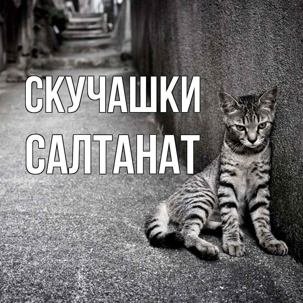 Открытка на каждый день с именем, Салтанат Скучашки одиноко котику Прикольная открытка с пожеланием онлайн скачать бесплатно 