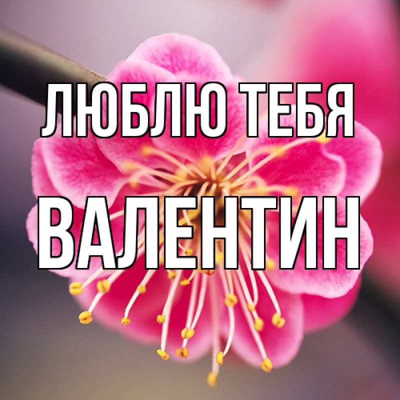 Картинка Люблю тебя, Валентин