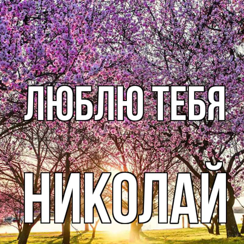 Картинка Люблю тебя, Николай